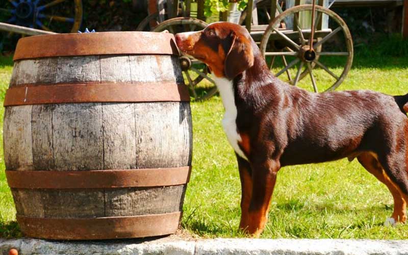 Übersicht Schweizer Sennenhunde - Appenzeller Sennenhund