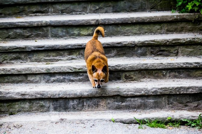 Welpen und Treppen - Swissydog Welpen